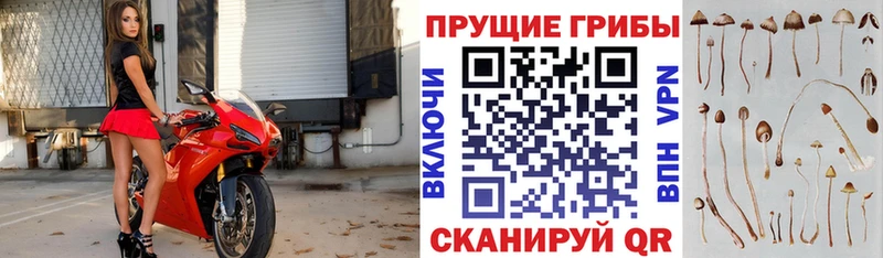 гидра сайт  Протвино  Галлюциногенные грибы Psilocybe 